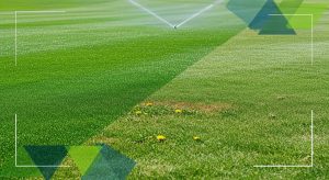 Turf Showdown: Cost & Care Insights